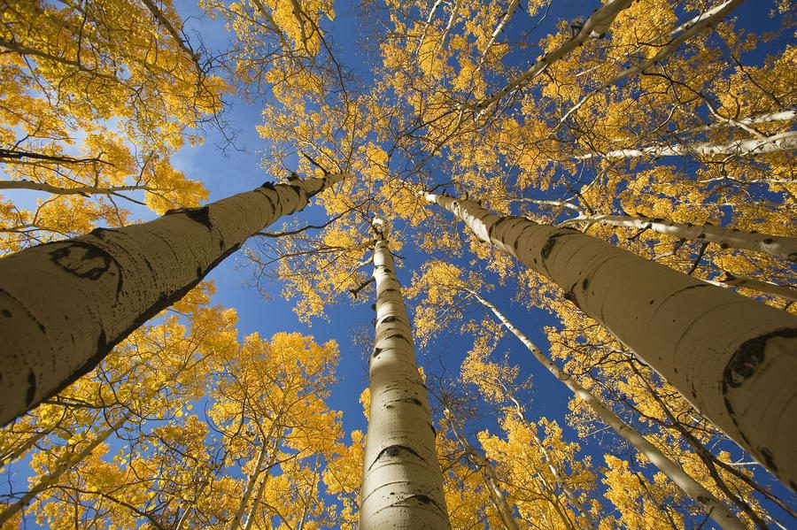 Aspen.