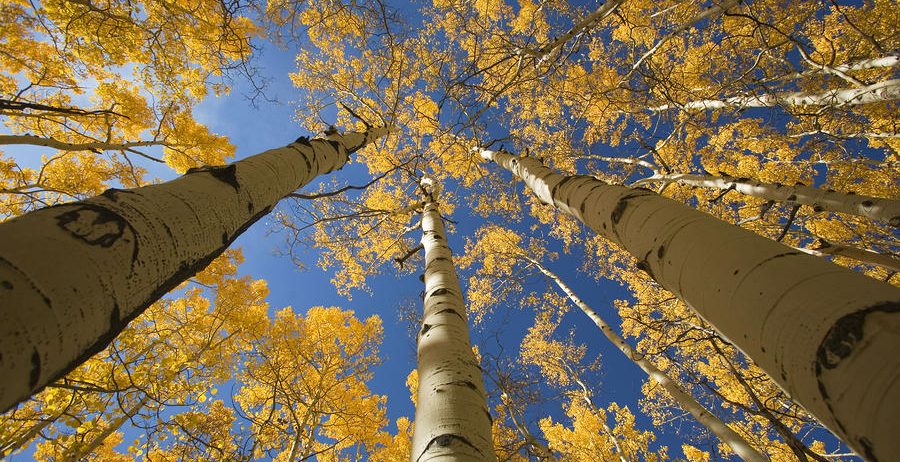 Aspen.