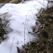 Pheasant tracks over a patch of spring snow in the Lower Arb.