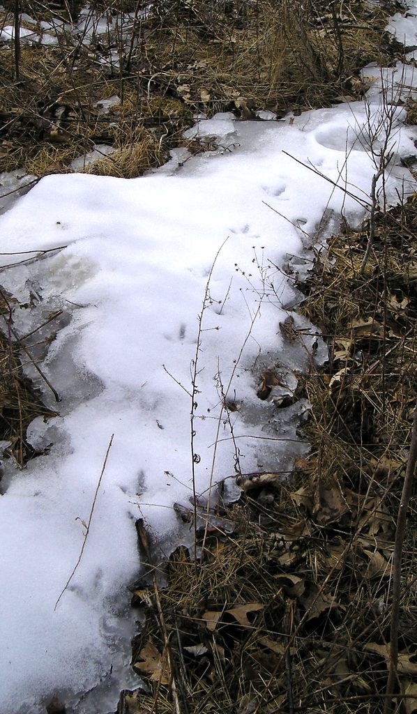 Pheasant tracks over a patch of spring snow in the Lower Arb.