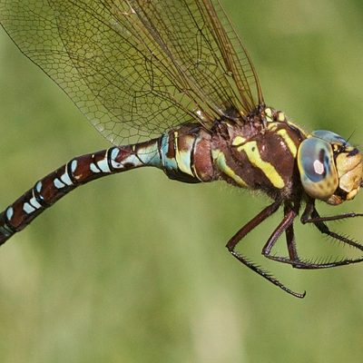 Aeshna constrict, Lance-tipped Darner
