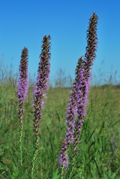 Blazing Star