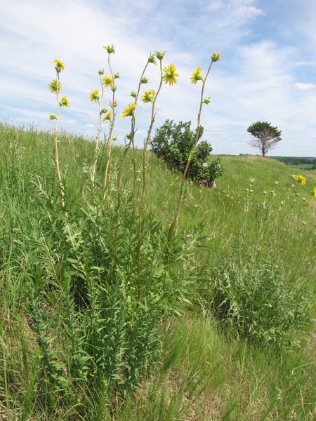 Compass Plant