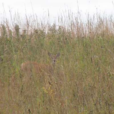 White-tailed Deer almost hidden in prairie grass.