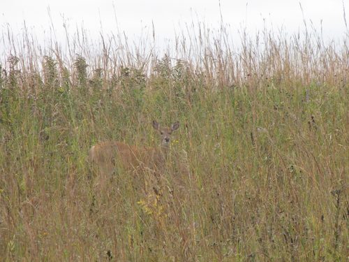 Deer in Grass