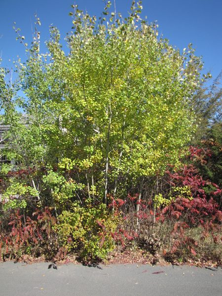 Trembling Aspen Tree