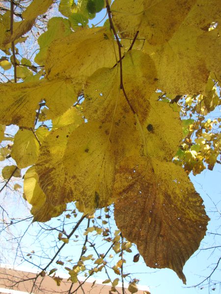 Basswood Leaves