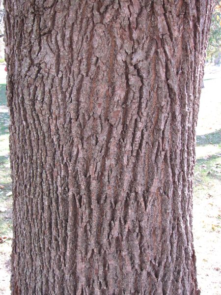 Basswood Trunk