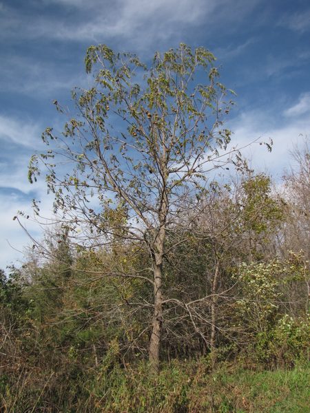 Black Walnut Tree