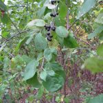 Buckthorn Leaves and Berries