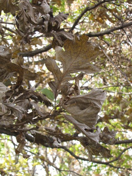 Bur Oak Leaves