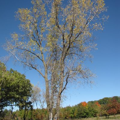 Eastern Cotton Wood Tree