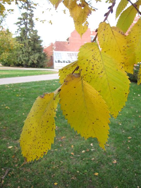 American Elm Leaves