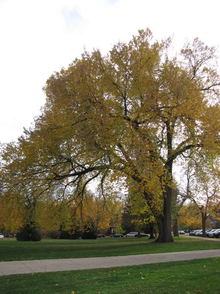 American Elm Tree