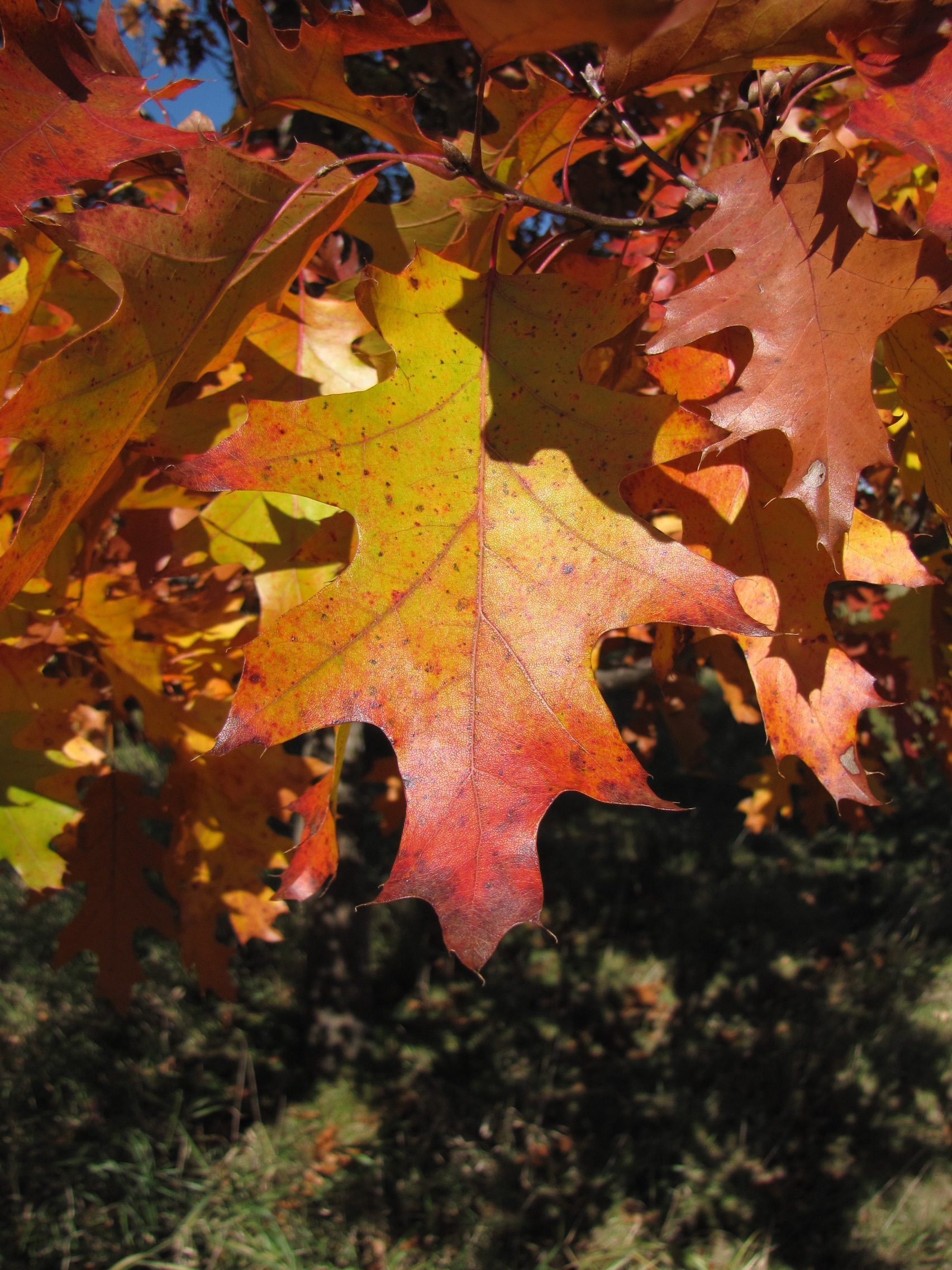 The First Flounces of Fall Foliage – Cowling Arboretum – Carleton