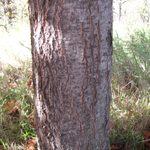 Red Oak tree trunk