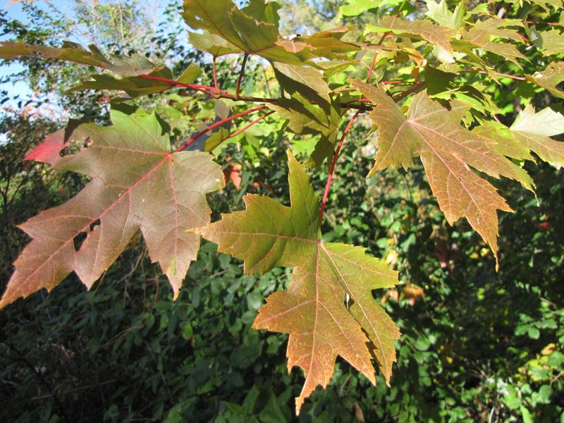 Silver Maple leaves