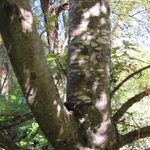 Silver Maple tree trunk