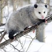 Opossum