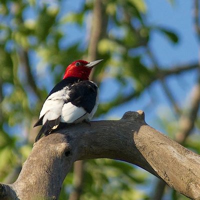 Redheaded Woodpecker by Gerald Hoekstra