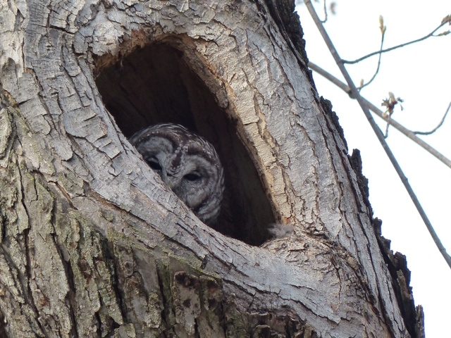 Barred Owl on its nest