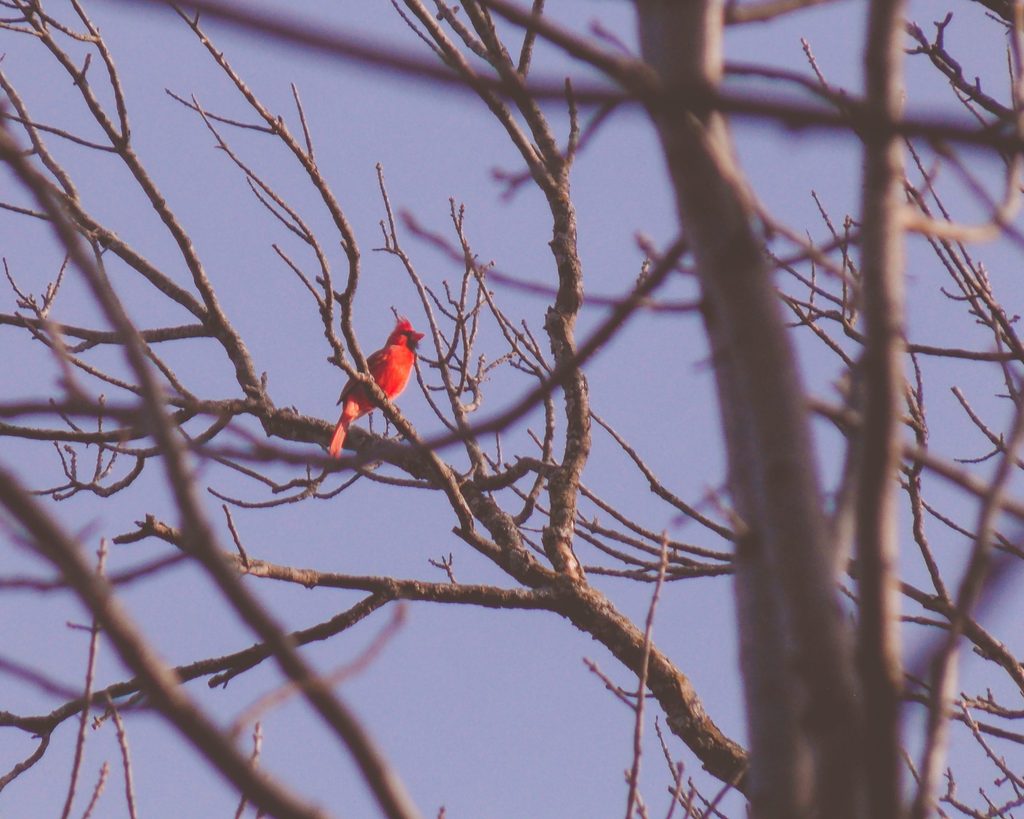 Campus Cardinal