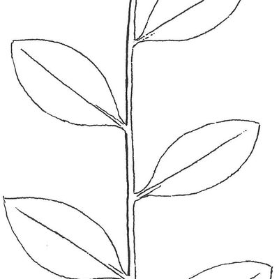 Alternate leafing example