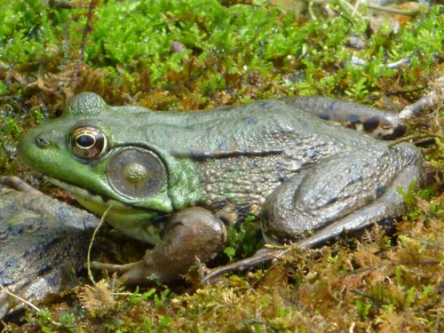 Northern Green Frogs (Rana clamitans melatona), Frog Traps and