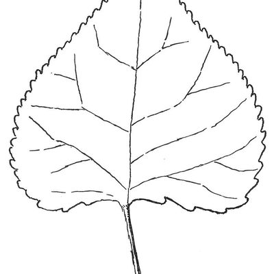 Example of a leaf with a uniform base (Eastern Cottonwood)