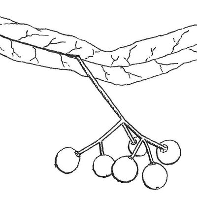 Example of fruit of American Basswood