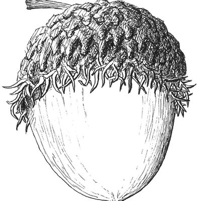Example of acorn of Bur Oak