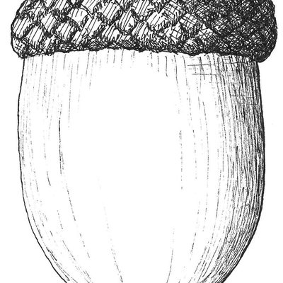 Example of acorn of Red Oak