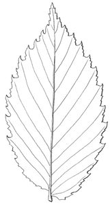 Example of leaf of American Elm