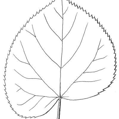 Example of leaf of American Basswood