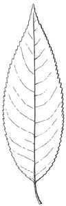 Example of leaf of Black Cherry