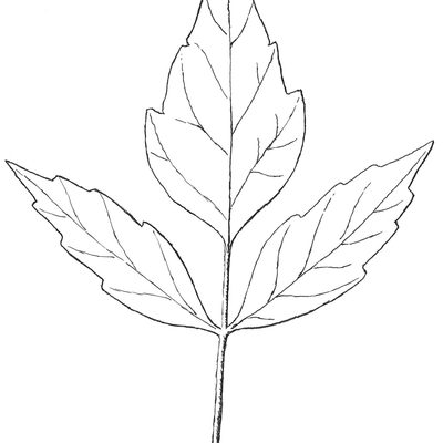 Example of leaf of Boxelder