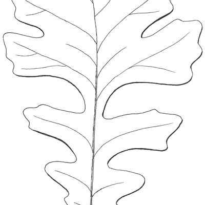 Example of leaf of Bur Oak