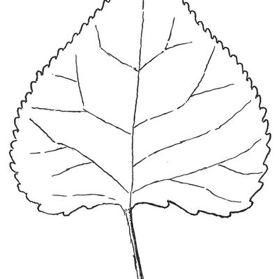 Example of leaf of Eastern Cottonwood