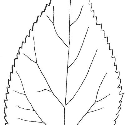 Example of leaf of Northern Hackberry