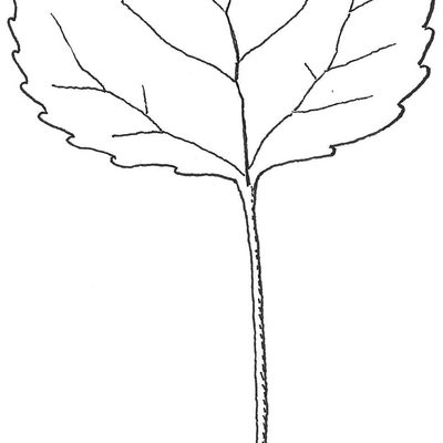 Example of leaf of Trembling Aspen