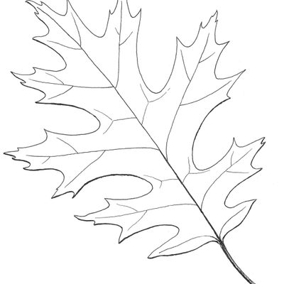 Example of leaf of Red Oak