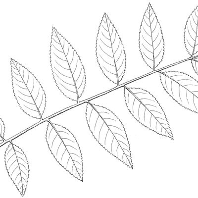 Example of leaf of Black Walnut