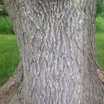 Boxelder tree bark