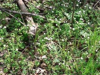 Woodland Understory