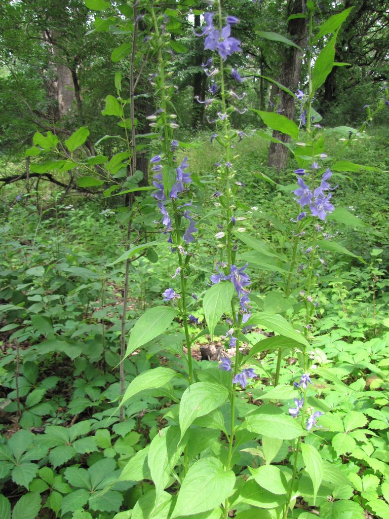 American Bellflower