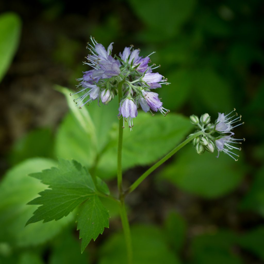 Virginia Waterleaf