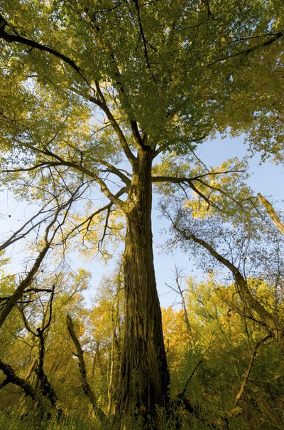 Sugar maple