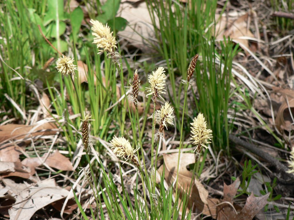 Carex pedunculata; Longstalk sedge.