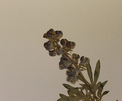 Pressed flower close-up