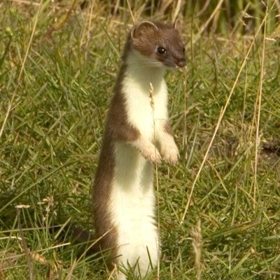 Short-tailed Weasel